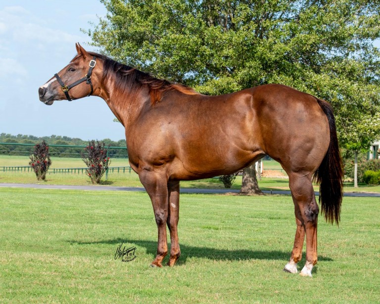 Embroidery Terry Bradshaw Quarter Horses