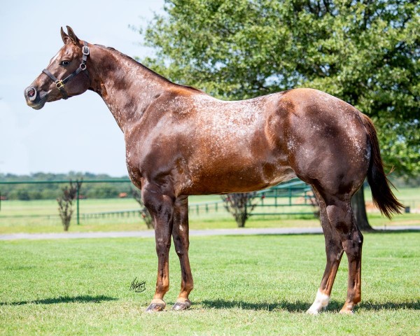 Mares – Terry Bradshaw Quarter Horses