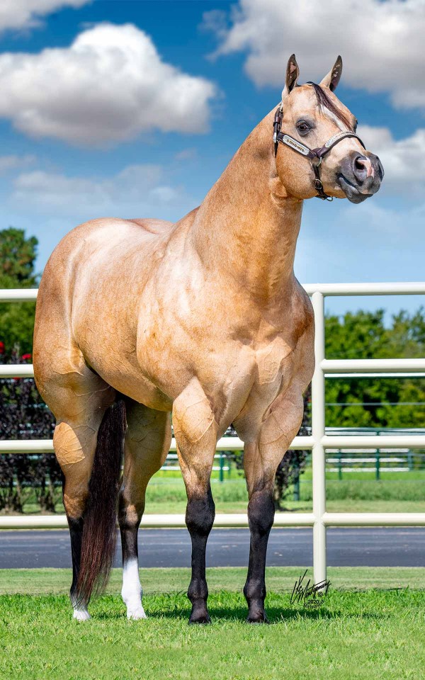 Stallions Terry Bradshaw Quarter Horses