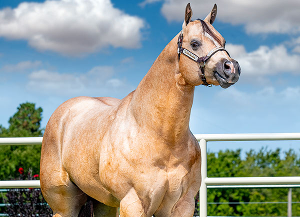 Stallions – Terry Bradshaw Quarter Horses