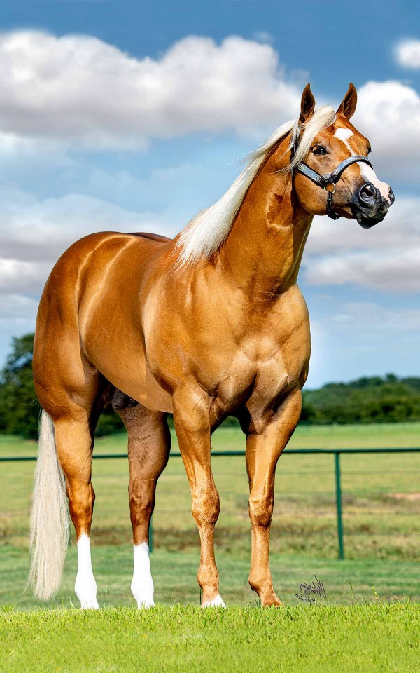 stallions-terry-bradshaw-quarter-horses