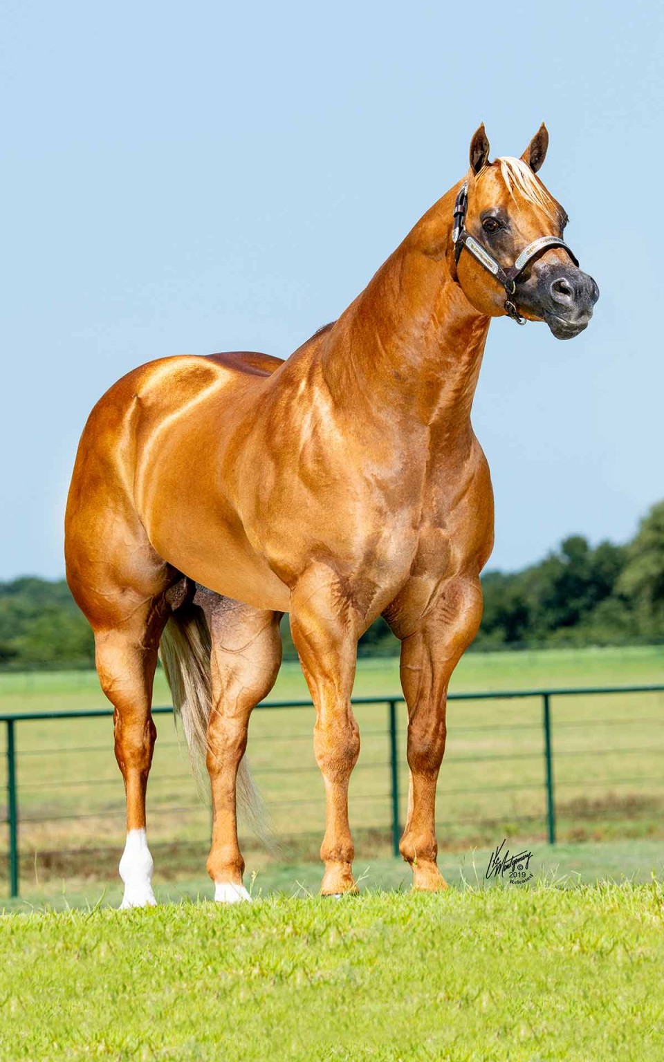 Stallions – Terry Bradshaw Quarter Horses
