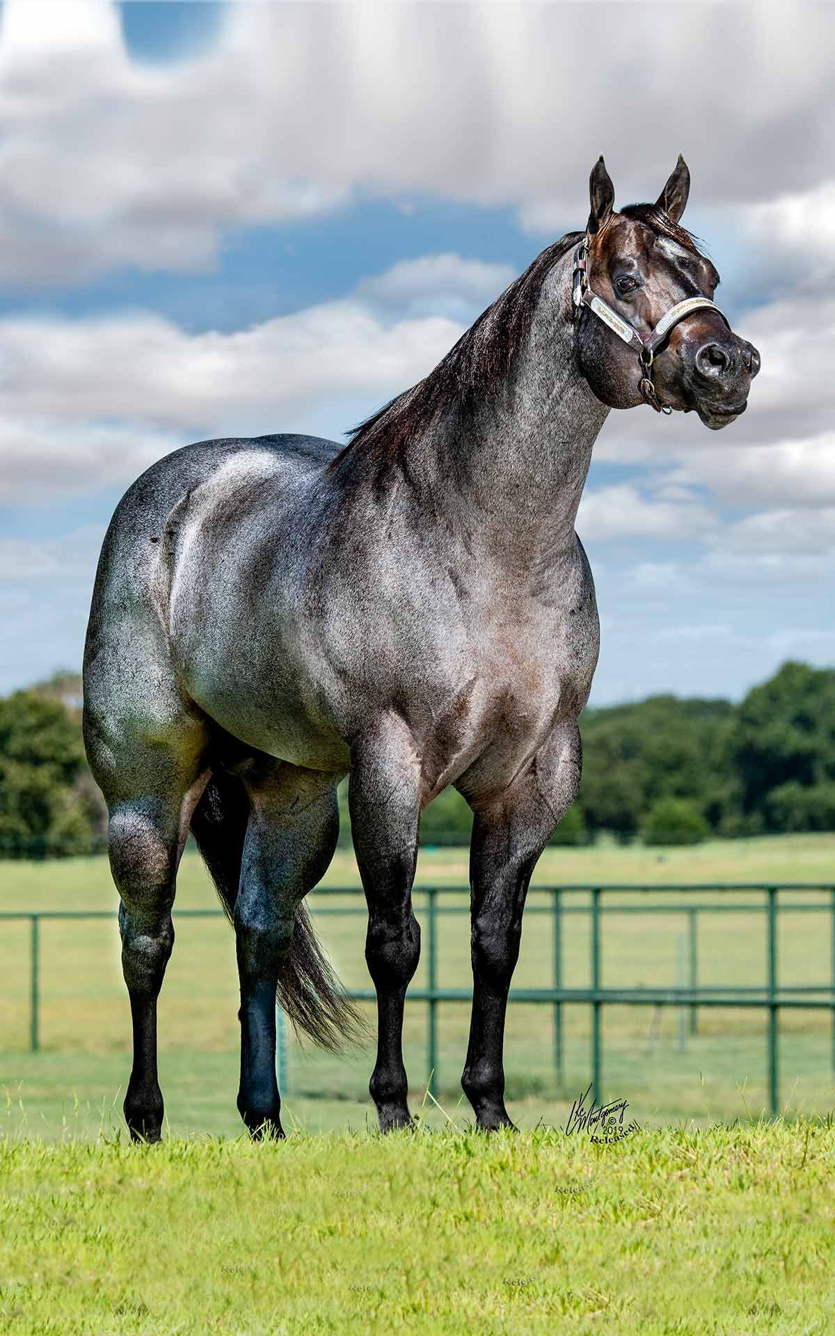 Grey Quarter Horse Stallion