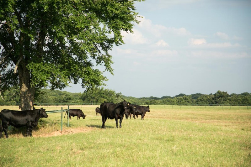 The Ranch – Terry Bradshaw Quarter Horses