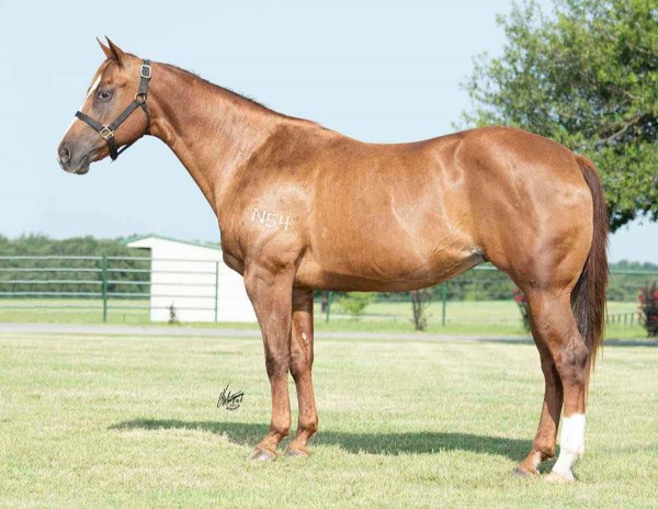 Mares – Terry Bradshaw Quarter Horses