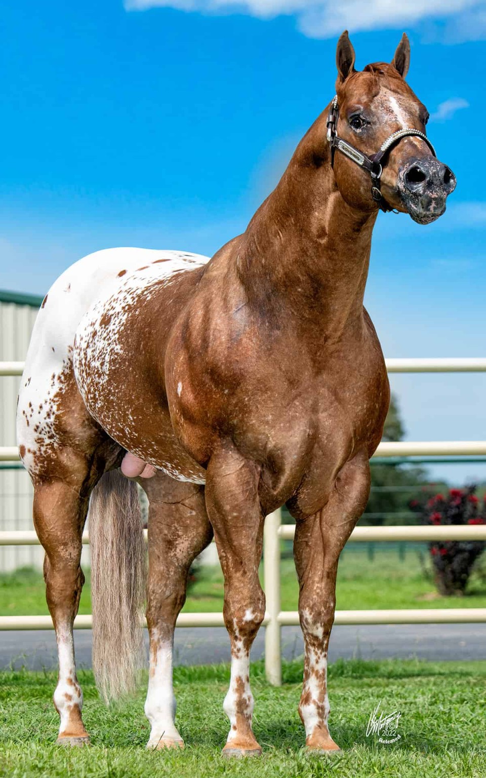 Stallions – Terry Bradshaw Quarter Horses